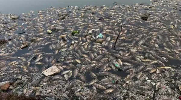 Sewage Inflow Suspected In Mala Lake Fish Deaths