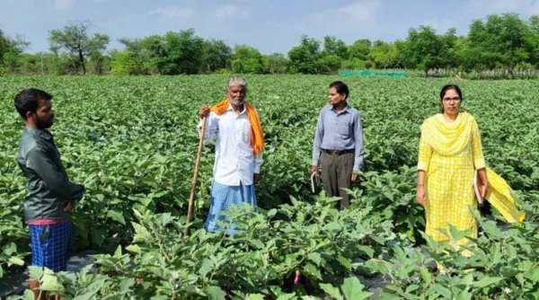 रायपुर: इस तकनीक से बैंगन की खेती ने बदल दी किसान की किस्मत, एक एकड़ से पाया 1.33 लाख का मुनाफा