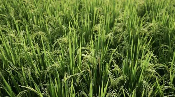 India's Summer Crop Sowing Rises to 72.30 Lakh Hectares as Pulses, Oilseeds Lead Growth
