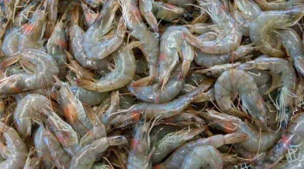 India's Fish Production Nears 198 Lakh Tonnes; Seafood Exports Cross ₹62,000 Crore in 2024-25