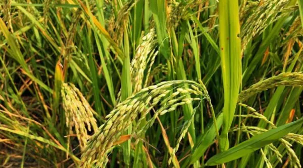 Agricultural and Processed Food Products Export Development Authority (APEDA) Signs 70-Year Lease Agreement for Basmati and Organic Training Centre in Pilibhit