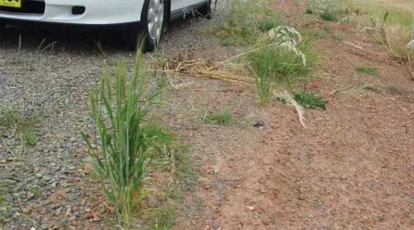 Break The Green Bridge: Protecting Crops, Managing Stubble