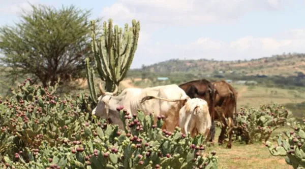 Invasive Prickly Pear Pest Opuntia Stricta Could Cost Sub-saharan Africa USD 307 Billion Over The Next 50 Years