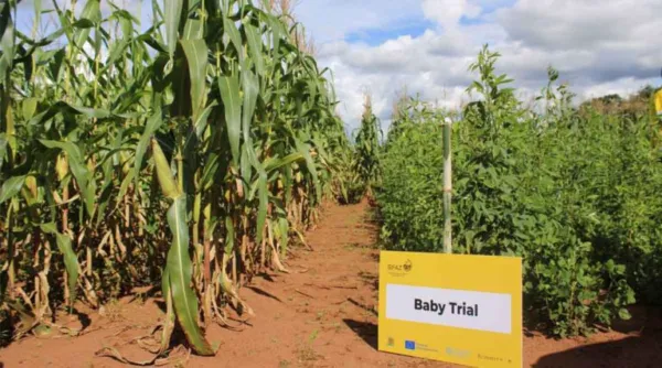 Testing, Trust, And Scale: How Partnerships Strengthen Farmer-led Change