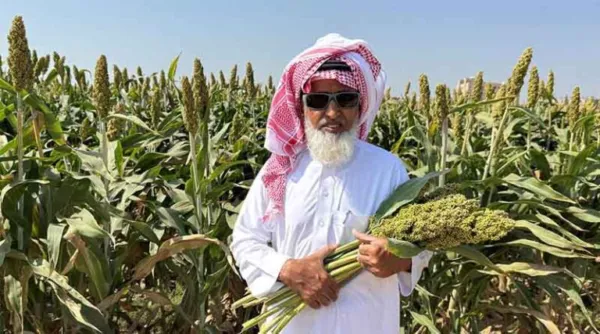 ICRISAT-Bred Sorghum Flourishes in the Drylands of Saudi Arabia