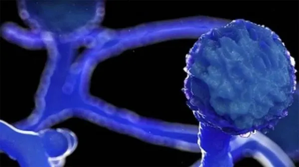 బ్లాక్‌లో బ్లాక్‌ ఫంగస్‌ మందులు