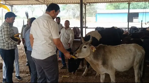 डीएम का गोवंश आश्रय स्थल पर औचक निरीक्षण, व्यवस्थाएं दुरुस्त रखने के निर्देश