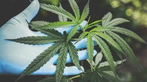 കഞ്ചാവ് കേക്ക് വിറ്റതിന് ദമ്ബതികളടക്കം മൂന്ന് പേര് പിടിയില്