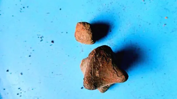 കാലികളിലെ ഗോരോചനം ലോട്ടറി!