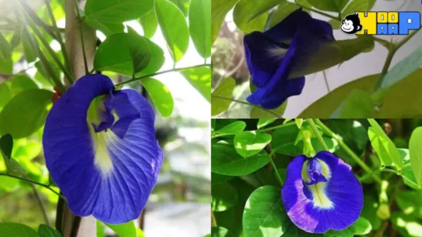 বাড়ির টবে অপরাজিতা ফুল চাষ করুন সহজ পদ্ধতি শিখে নিন