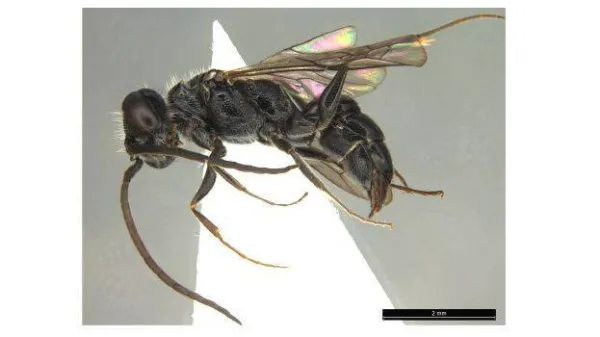 പുതിയ രണ്ടിനം കടന്നലുകളെ കണ്ടെത്തി, ഇവ പാറ്റ വേട്ടക്കാര്