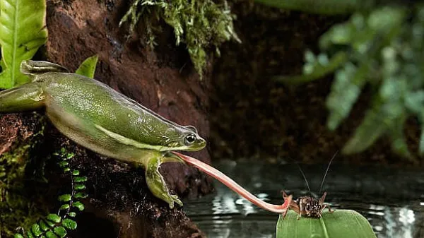 New night frog species 'Kali' discovered in Western Ghats