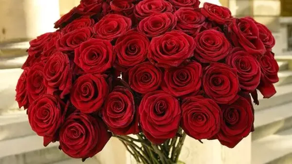 The Rose: The Most Beautiful Flower of Love, History, Science, and the Language of Colors
