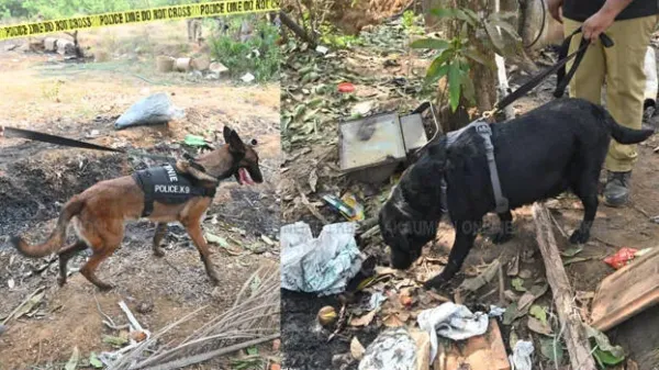 Works for hours without rest; Cadaver dogs play crucial role in Thrissur fireworks tragedy