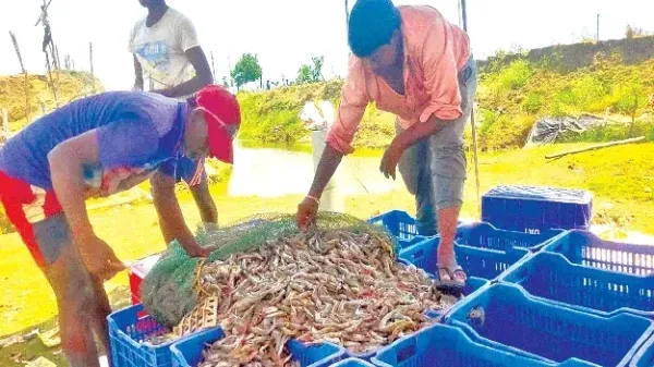 రొయ్యల ధరలు పడిపోవడంతో ఆక్వా రైతుల ఆవేదన