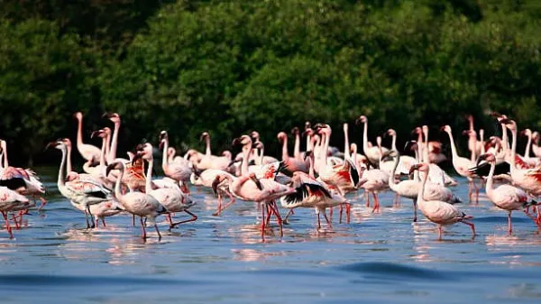 Navi Mumbai's Flamingo lake area set to triple to 36 hectares; CM Fadnavis's nod awaited