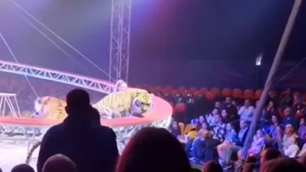 Tiger jumps into audience during circus show; spectators run in panic