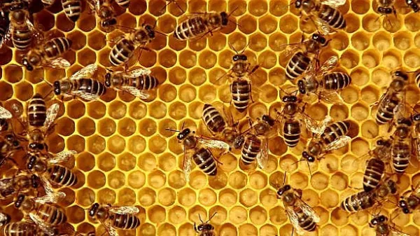 A silent war on the bees