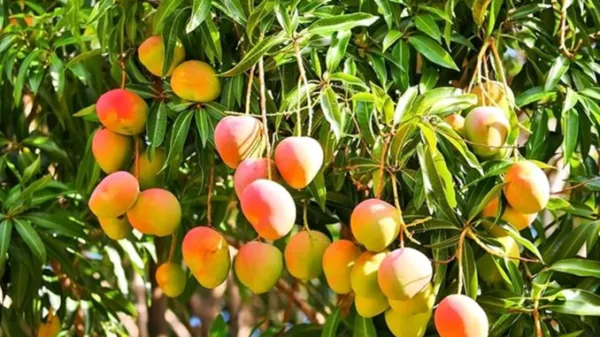 સૌરાષ્ટ્રમાં જૂનાગઢ અને ગીર સોમનાથથી આગળ વધી અનેક જિલ્લાઓમાં કેરીની ખેતીમાં વધારો : કેસર કેરીનો દબદબો યથાવત