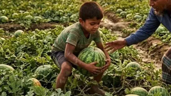 Dispute over plucking watermelon from field; 13-year-old stabbed to death, two arrested