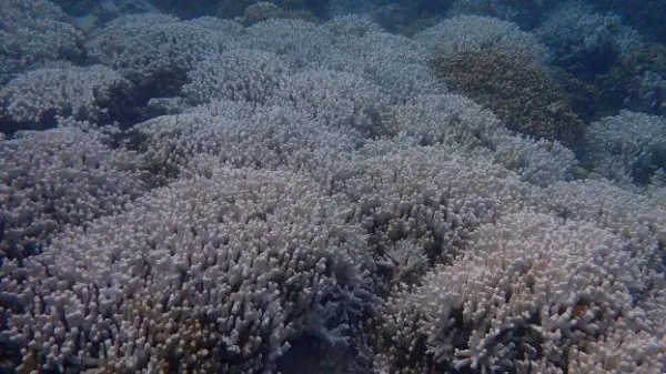 Vanishing hues: Silent crisis threatening Lakshadweep's underwater gardens