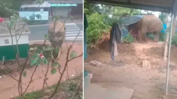 தேவாலா கைதக்கொல்லி கிராமத்திற்குள் புகுந்த காட்டு யானை