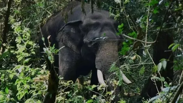 Wild elephant attacks hotel in Athirappilly; locals in grip of fear