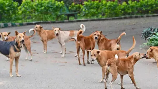 ಅಳಿಯನ ಮನೆಗೆ ಬಂದಿದ್ದ ಅತ್ತೆಯನ್ನು ಕಚ್ಚಿ ಸಾಯಿಸಿದ ಬೀದಿ ನಾಯಿಗಳು..!