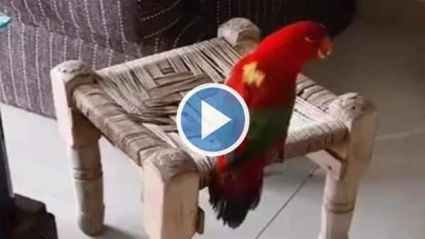 Viral Video: Parrot Calls Mummy Asking For Chai, Talks to Her in Hindi. Watch