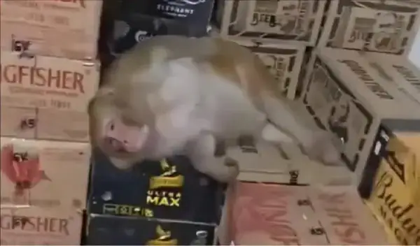 Viral Video: शराब की दुकान में घुसी बंदरिया, बोतल से लगाए घूंट और फिर जो हुआ. देखकर दंग रह गए लोग!