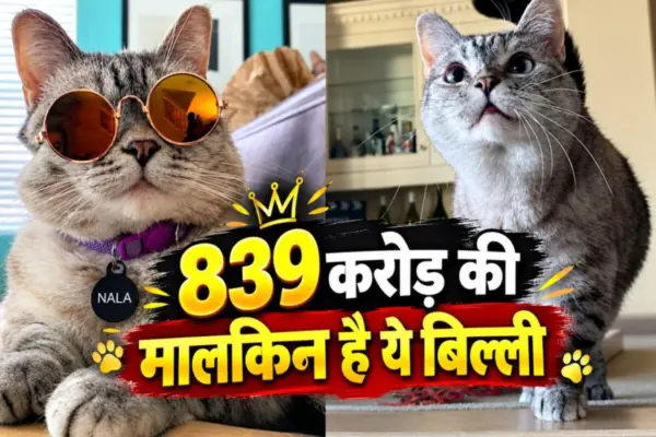 दुनिया की सबसे अमीर बिल्ली, 839 करोड़ की है मालकिन, Instagram पर 42 लाख से ज्यादा लोग करते हैं फॉलो!