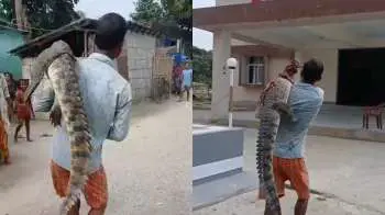 मगरमच्छ को कंधे पर लादकर थाने पहुंचा युवक, धान के खेत में मिला था, वीडियो देख हो जाएंगे हैरान