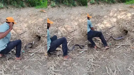 Viral Video: झाड़ियों में छिपा था खतरनाक सांप, पकड़ने पहुंचा शख्स तो पलटकर करने लगा हमला. आखिर में जो हुआ, वीडियो देख कांप जाएंगे!