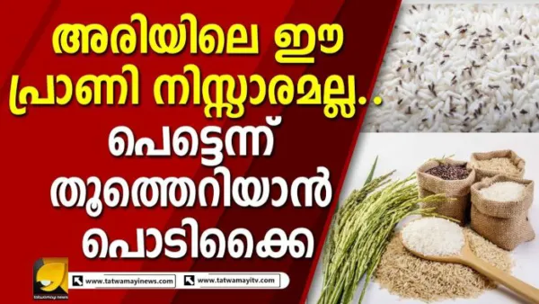 അരിയിലെ ഈ പ്രാണി നിസ്സാരമല്ല; പെട്ടെന്ന് തൂത്തെറിയാന് പൊടിക്കൈ