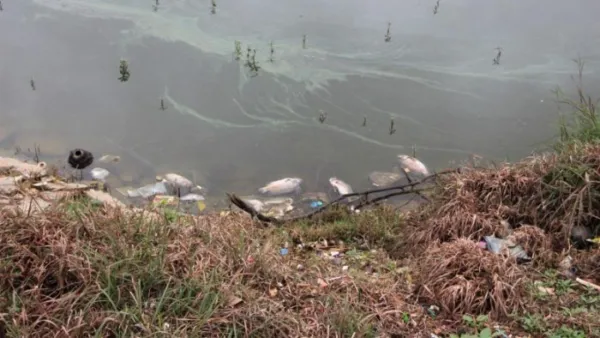 Troves of dead fish float in Bengaluru's Kothanur Lake
