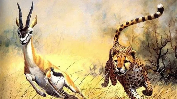 காட்டிலே மராத்தான் ஓடும் மான்... இருப்பினும் சிறுத்தைக்கு இரையாவது எப்படி?