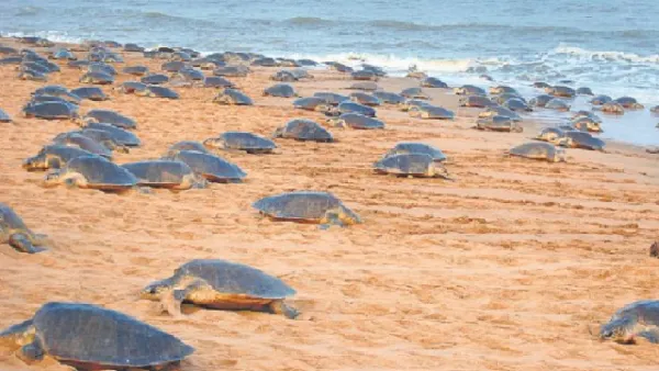 Kendrapara: Mass nesting process of Olive Ridley turtles begins at Gahirmatha