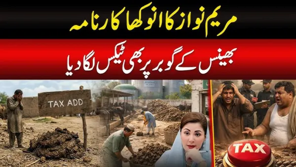 Pakistan Cow Dung Tax Proposal Triggers Backlash as Punjab Government Faces Criticism Over New Livestock Fee Policy  | Cliq Latest