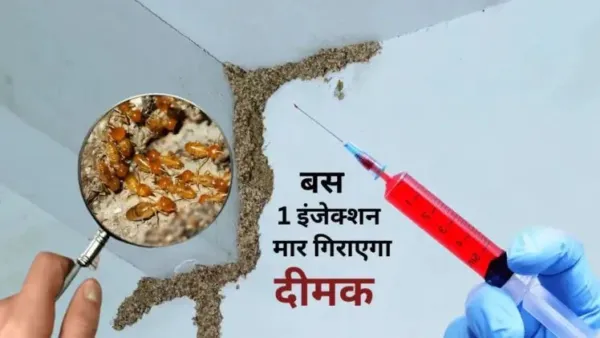 दीमक से परेशान हैं? मात्र 10 रुपयेˈ में बनाएं यह शक्तिशाली इंजेक्‍शन. बस लगाते ही जमीन पर बेहोश होकर गिर पड़ेंगीˌ