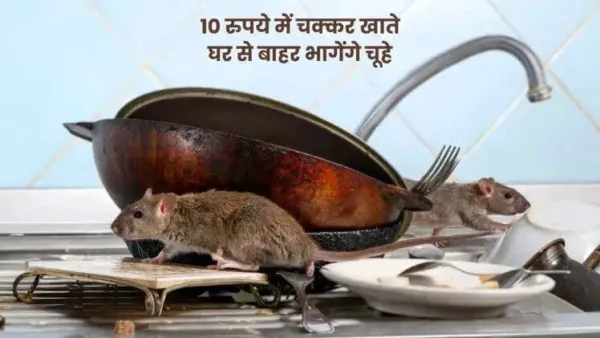 Effective Ways to Banish Rats Using Banana Peels