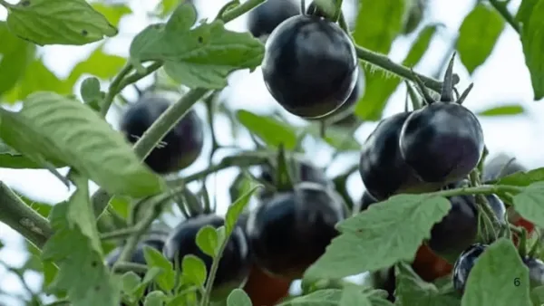 గుండె జబ్బులా.. నల్ల టమాటాలతో చెక్ పెట్టండి ఇలా !