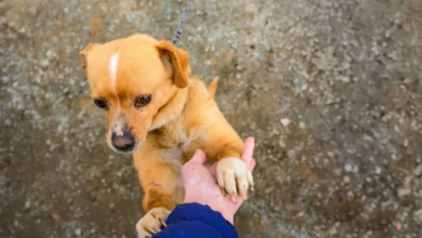 The day strangers held hands for a dog that the city never forgot