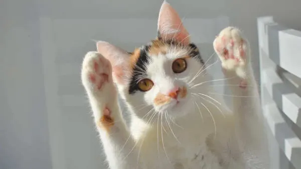 5 Secret Cat Behaviours Experts Say Reveal Their Intelligence