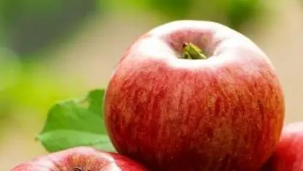 కాశ్మీర్ ఆపిల్స్..ఇప్పుడు మన రాయలసీమలో సాగు !!