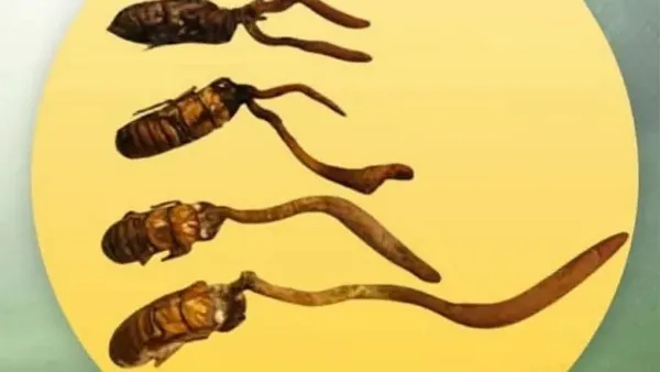 Rare low-altitude Cordyceps mushroom discovered in Arunachal Pradesh