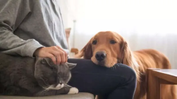 Why People Talk to Their Pets Like Humans; the Psychology Behind It