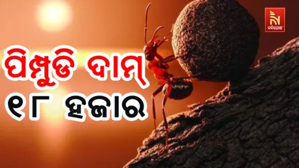ଏହି ଦେଶରେ ରହିଛି ପିମ୍ପୁଡିର ମୂଲ୍ୟ ୧୮ ହଜାର ଟଙ୍କା