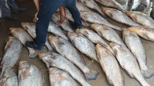 WATCH: 90 Telia Bhola Fish Caught Off The Coast Of Odisha, Sold For Rs. 1 Crore!