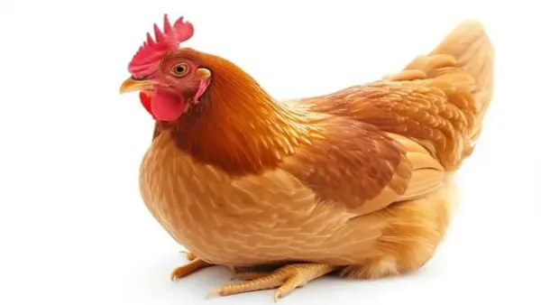 UP: DJ music 'beyond limit' kills 140 chickens in Sultanpur