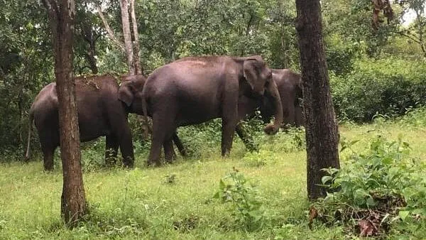 Rising wildlife conflict in Karnataka hints at emerging crisis